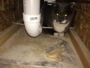cat in duct
